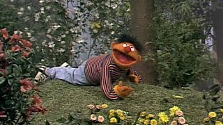 The Insects in Your Neighborhood