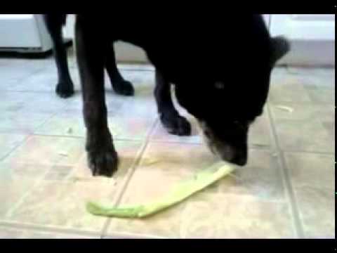 BJ and Jimmy Raney and Celery - Sweet! for Guitar Quintet