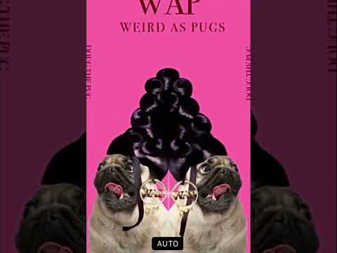 Wap (original by Doug the pug)