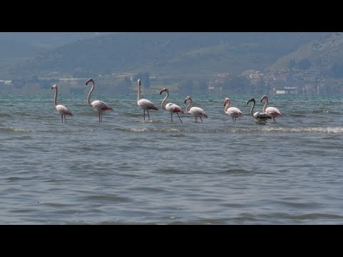 Nαύπλιο; Φλαμίνγκο στον υδροβιότοπο