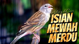 Download lagu JAGONYA BIKIN CENGKOK MEWAH JAWARA - MASTERAN KENARI ISIAN BLACKTHROAT GACOR DURASI PANJANG mp3 Download lagu JAGONYA BIKIN CENGKOK MEWAH JAWARA - MASTERAN KENARI ISIAN BLACKTHROAT GACOR DURASI PANJANG mp3