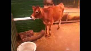 The Kinks Animal Farm