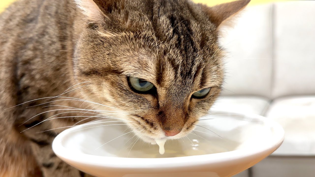 大好きなミルクを飲むと何故か虚無になる猫