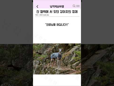 산 절벽에 서 있던 강아지의 정체