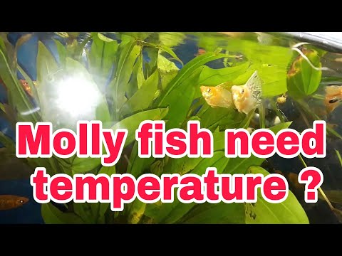image-Do molly fish need a heater?
