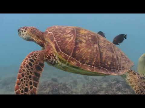 A snorkeler swims alongside a majestic Hawaiian Green Sea Turtle (Honu) in clear blue Oahu water.