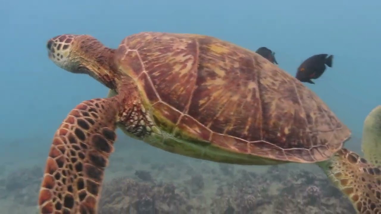 A corporate team smiling on a boat deck in Honolulu with diamond head in background