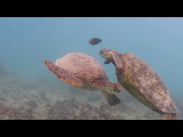 A vibrant school of tropical fish swims over the coral reef during the team-building snorkeling tour in Honolulu.
