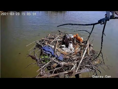 Dahlgren Osprey Cam ~ Jack Sees His Egg For The First Time! 💕 He Brings In A Fish & A Tree! 3.23.21