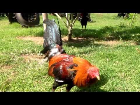 Pure Joe Sanford Sweater