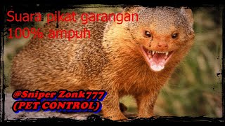 Download lagu Suara Pikat garangan  100% ampuh mp3