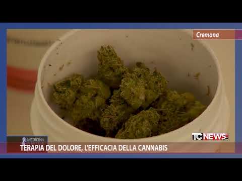 Terapia del dolore, l'efficacia della Cannabis