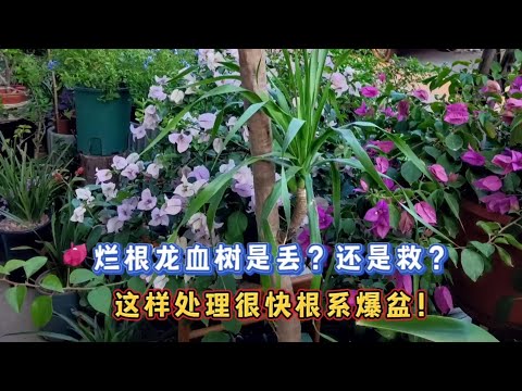 龍血樹の救世主