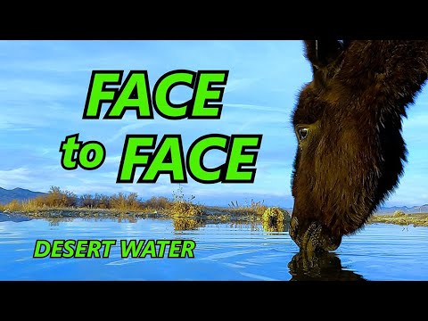 Face-to-Face with Wild Donkeys at a Secret Desert Spring "Hoof Cam" Restoring Water for Wildlife