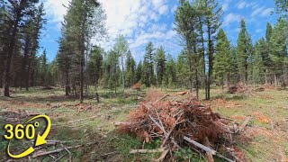 360° VR | Interior Douglas-Fir Forest Stewardship. Part 3 - Fuel and Fire Management