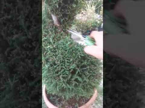 Verdefiori Garden Center - potare una spirale di leylandii