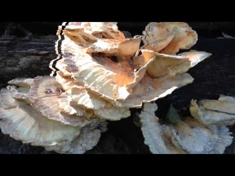 Kishw0nky - Today and Tomorrow ft. Fractal Beef (Official Video)