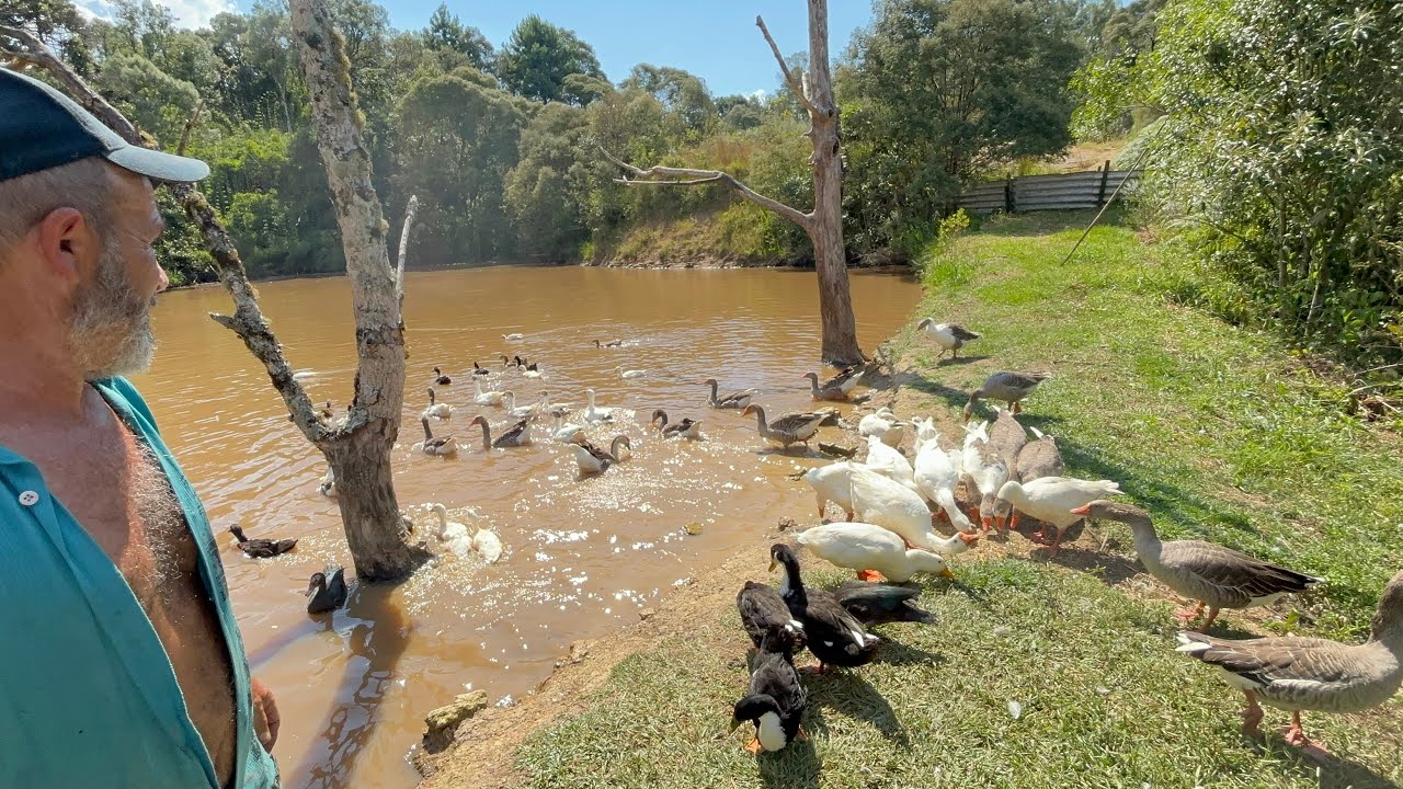 MILHARES DE ANIMAIS SOLTO NA NATUREZA ATRAVÉS DO SEO HÉLIO DE BOM RETIRO