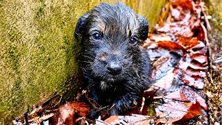Small Puppy Barely Survived 30 Days After Losing His Mom
