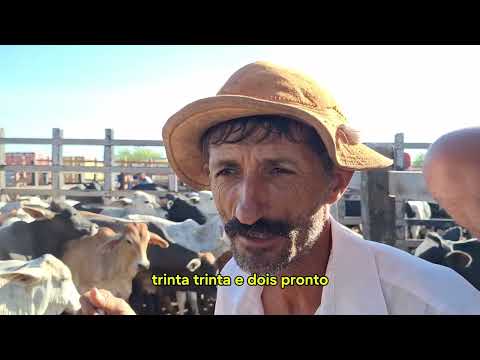Explorando a pecuária na feira de gado em Monte Alegre sergipe 11 abril 2024