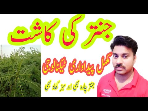 Janter ke kasht | Janter ke kasht | Sesbania cultivation Green Manuring Crop