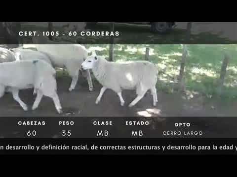 Lote 60 Corderas TEXEL 35kg -  en Ruta 26 km 25- cerro largo a 25 km de Melo hacia el Sur
