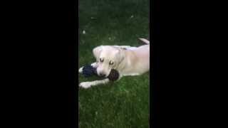 Puppy Sings Along With Squeaky Toy