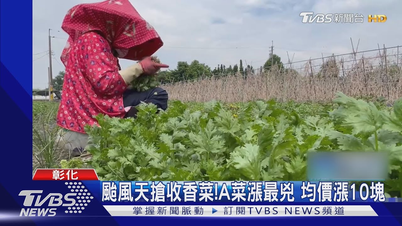 颱風天搶收香菜!A菜漲最兇 均價漲10元