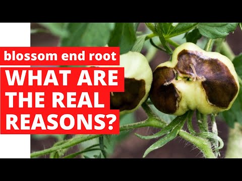 , title : 'WHY DO TOMATOES ROT? I Real causes of blossom end rot!!! #tomato #cucumber #eggplant #zucchini'