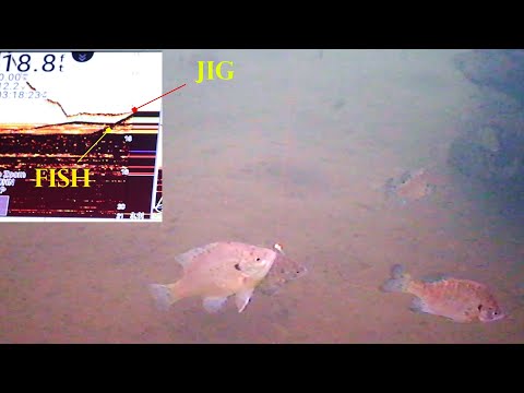 How to use 2D Sonar  (Compared to Underwater Camera)