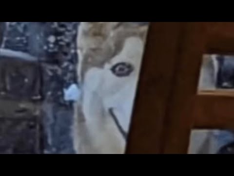 This Creepy Dog Is Going Viral, What Is It?