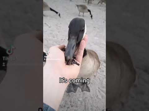 Canada Geese Attack