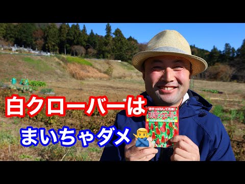 シロツメクサ 植物