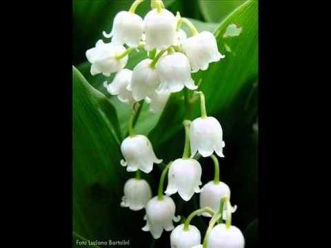 Bofi Radics György -gyöngy virág