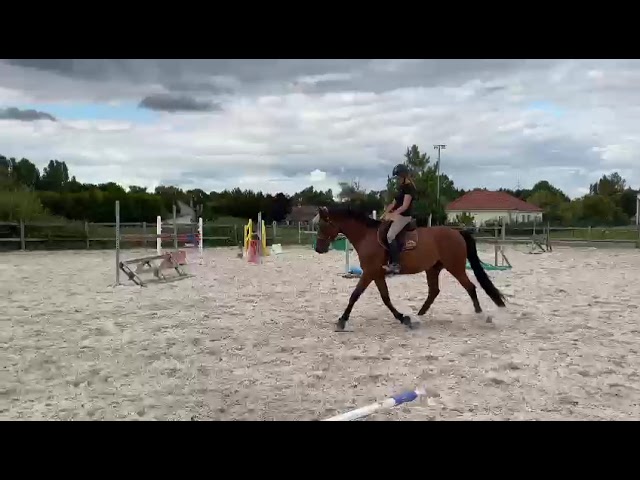 Superbe Hongre 6 ans - potentiel AMATEUR ELITE / 135 