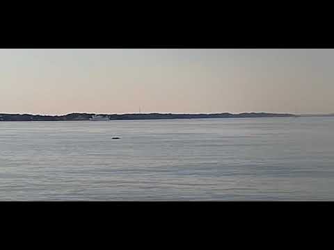 Bara 30 meter ifrån världens minsta val!! #nature #cool #present