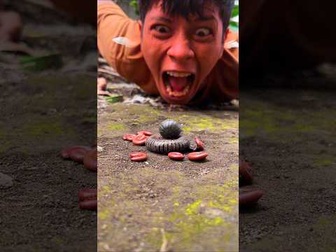 Tarzan gets angry while herding the millipedes along with their cute babies and cute pill millipede