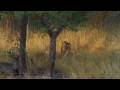 Bengal Tigress Hunt Deer