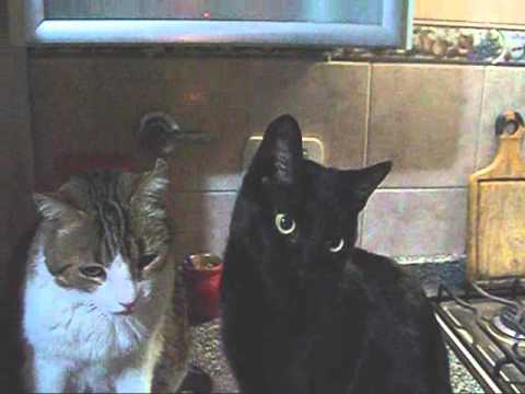 nazira y ringo a los lenguetazos (?)