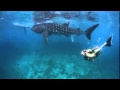 Hannah Mermaid swims with Whale Sharks 