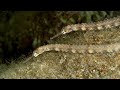 Time Travel with Adobe Firefly - Solomon Islands with Flash