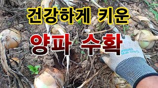 [텃밭농부. 1,082]  건강하게 키운 양파 수확. #양파재배