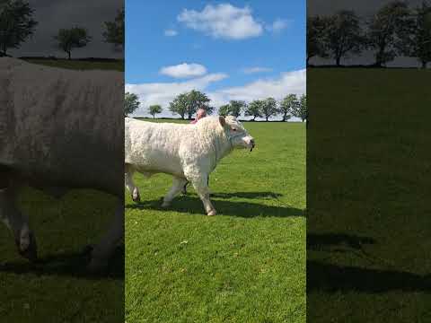 Pedigree Charolais bulls for sale - Image 2