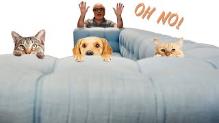 Quick Tips: Fixing Upholstery Damaged by a Cat or Pet