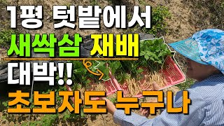 초보자도 누구나 쉽게 할 수있는 텃밭 새싹삼 재배 이렇게 해보세요 대박 간단합니다 새싹삼재배 새싹삼 1년근모…