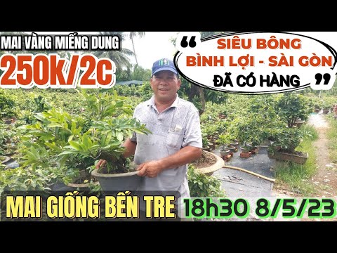 8/5 🔴 Mai vàng Miếng Dung bán rẻ 35 giống ghép siêu bông Bình Lợi SBSG Thọ Hương bonsai đẹp Bến Tre