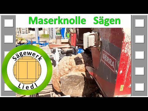 Sägen einer Maserknolle