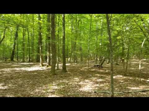 Visitors will not be able to do this when they go there, but I include this video to show you how beautiful the woods are at Merchants Millpond State Park.  If you get a chance, and WILL NOT get lost, I suggest that you go off the trail a few steps.  It's amazing what you will find.