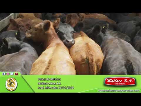 22-01-20 - Venta de Machos - Wallace Hnos. S.A. - Azul