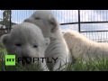 Четыре белых львенка появились на свет в крымском сафари-парке «Тайган» 
